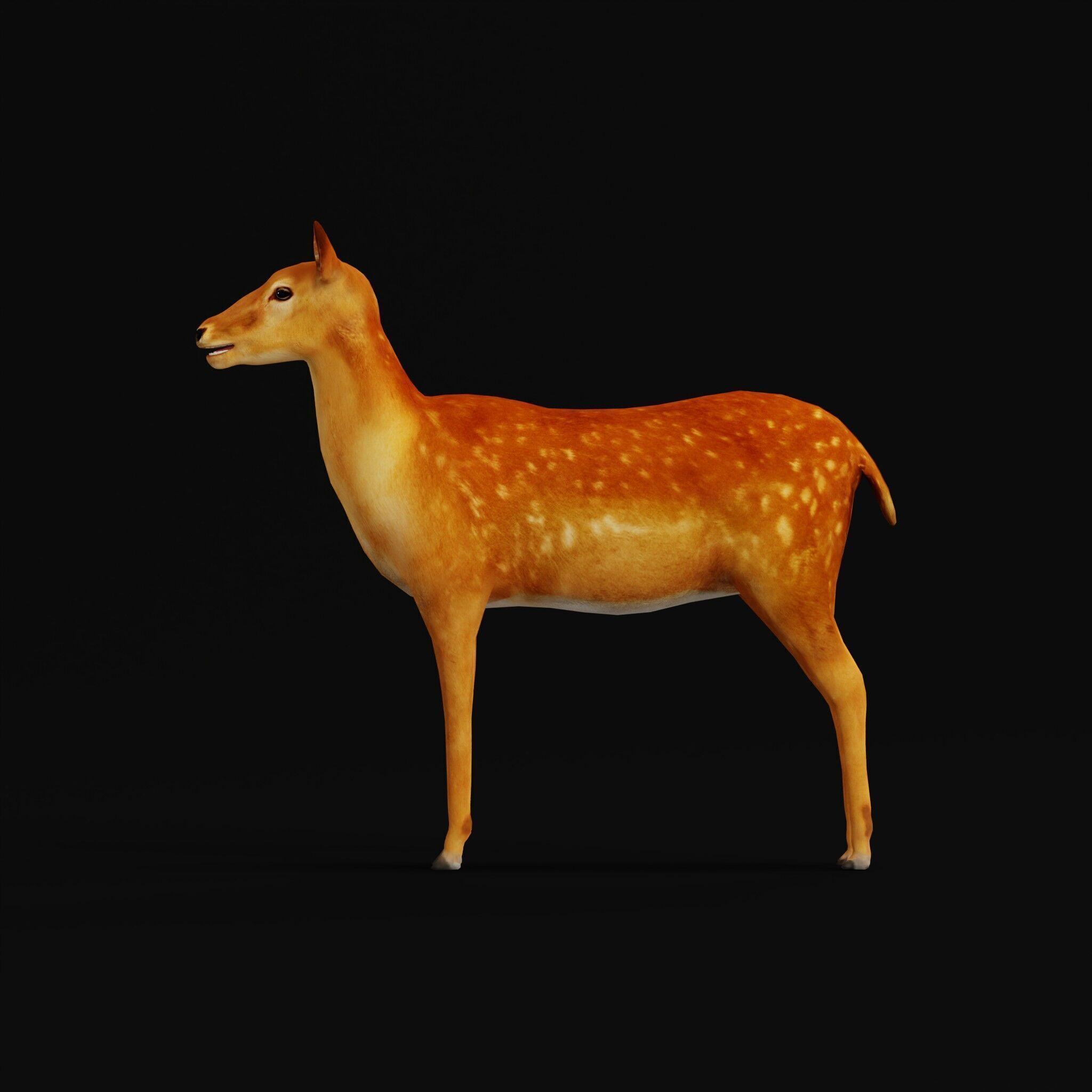 Female Fallow Deer Low-poly 3D model_44