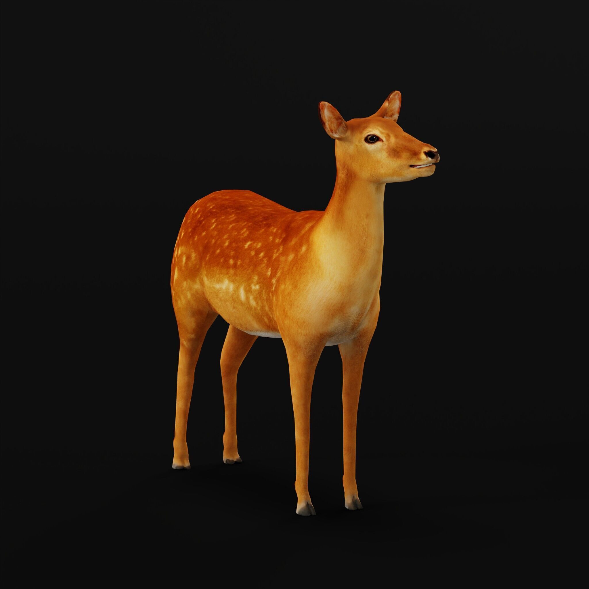 Female Fallow Deer Low-poly 3D model_48