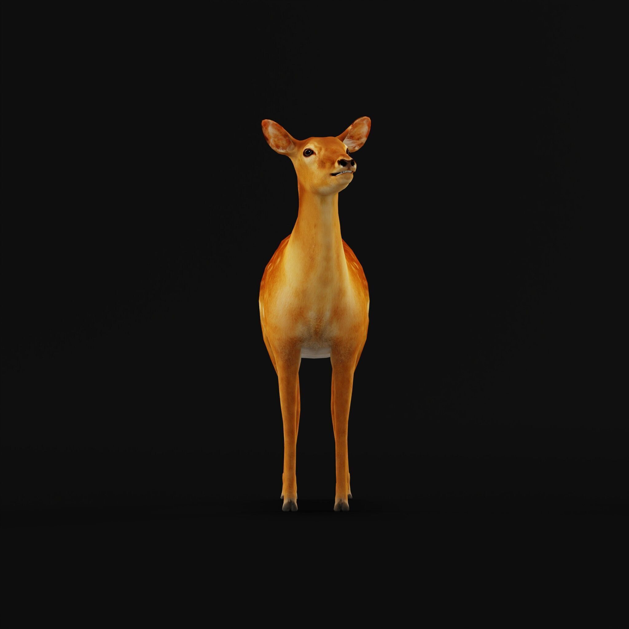 Female Fallow Deer Low-poly 3D model_49