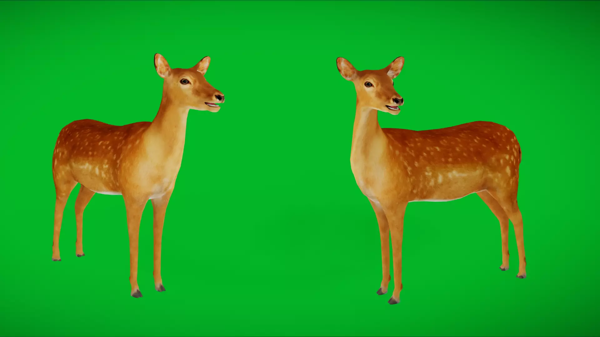 Female Fallow Deer Low-poly 3D model_0