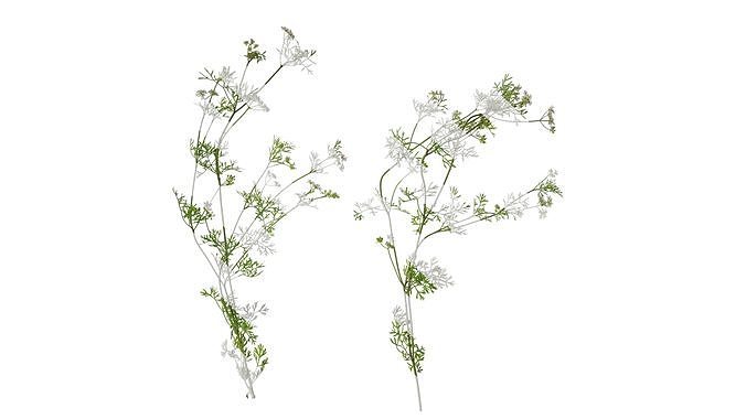 Anydrafts Coriandrum sativum Atlas 05 Texture