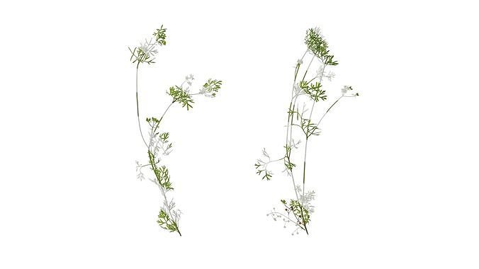 Anydrafts Coriandrum sativum Atlas 06 Texture