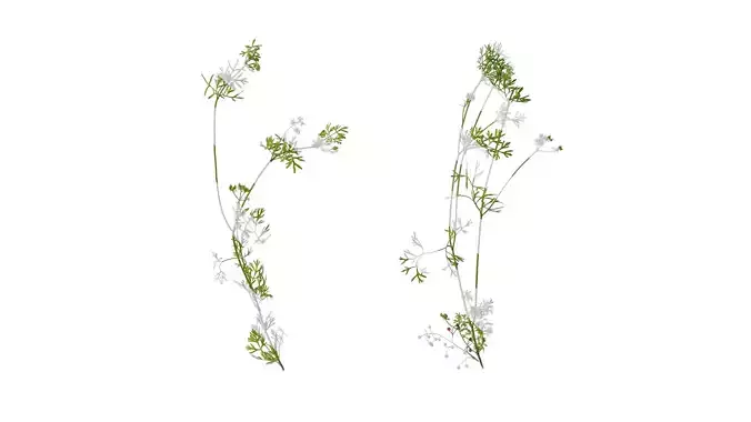 Anydrafts Coriandrum sativum Atlas 06