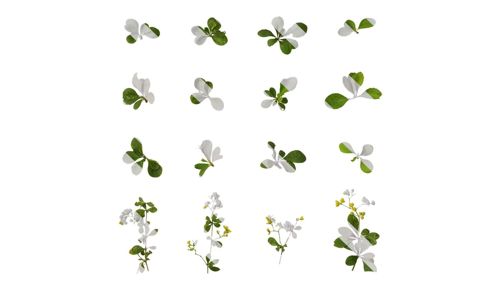 Anydrafts Berberis thunbergii Atlas 04 Texture
