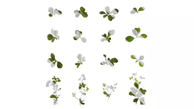 Anydrafts Berberis thunbergii Atlas 04 Texture