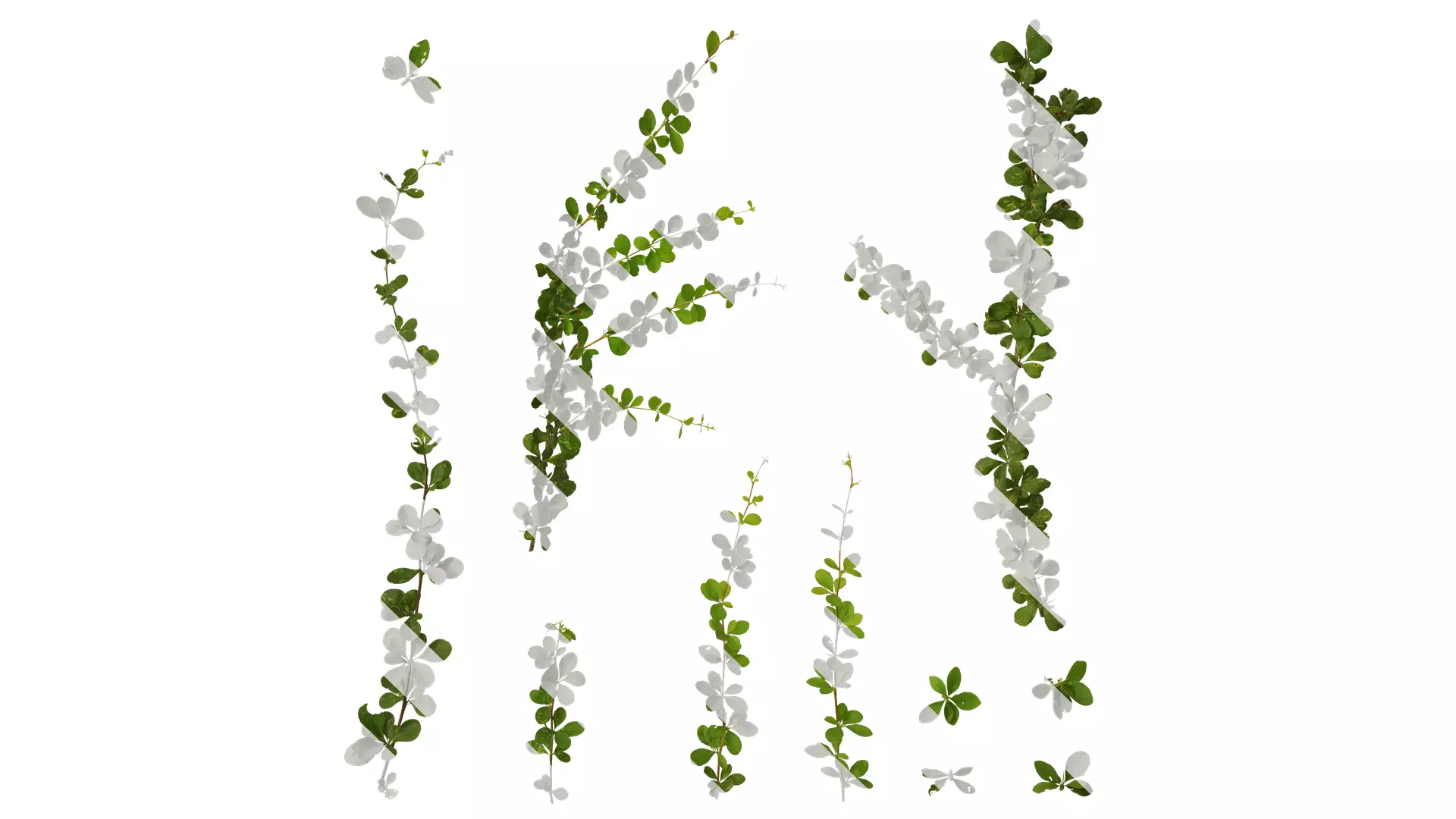 Anydrafts Berberis thunbergii Atlas 05 Texture