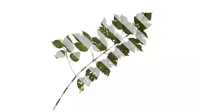 Anydrafts Broussonetia papyrifera Atlas 12