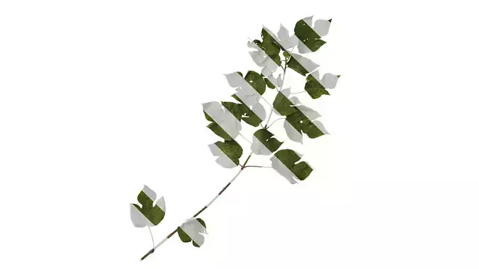 Anydrafts Broussonetia papyrifera Atlas 13