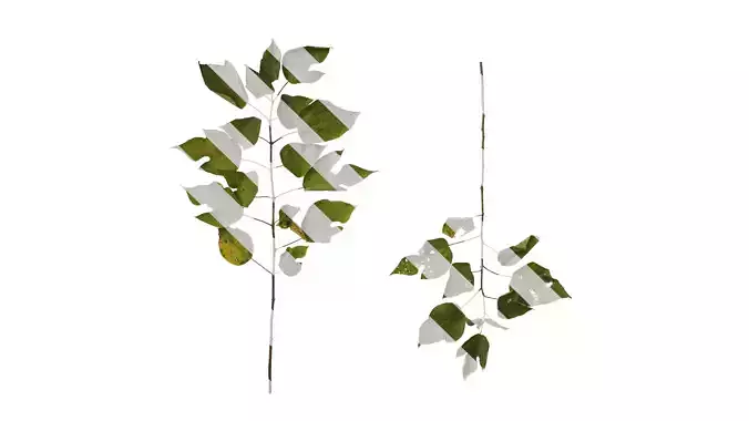 Anydrafts Broussonetia papyrifera Atlas 14