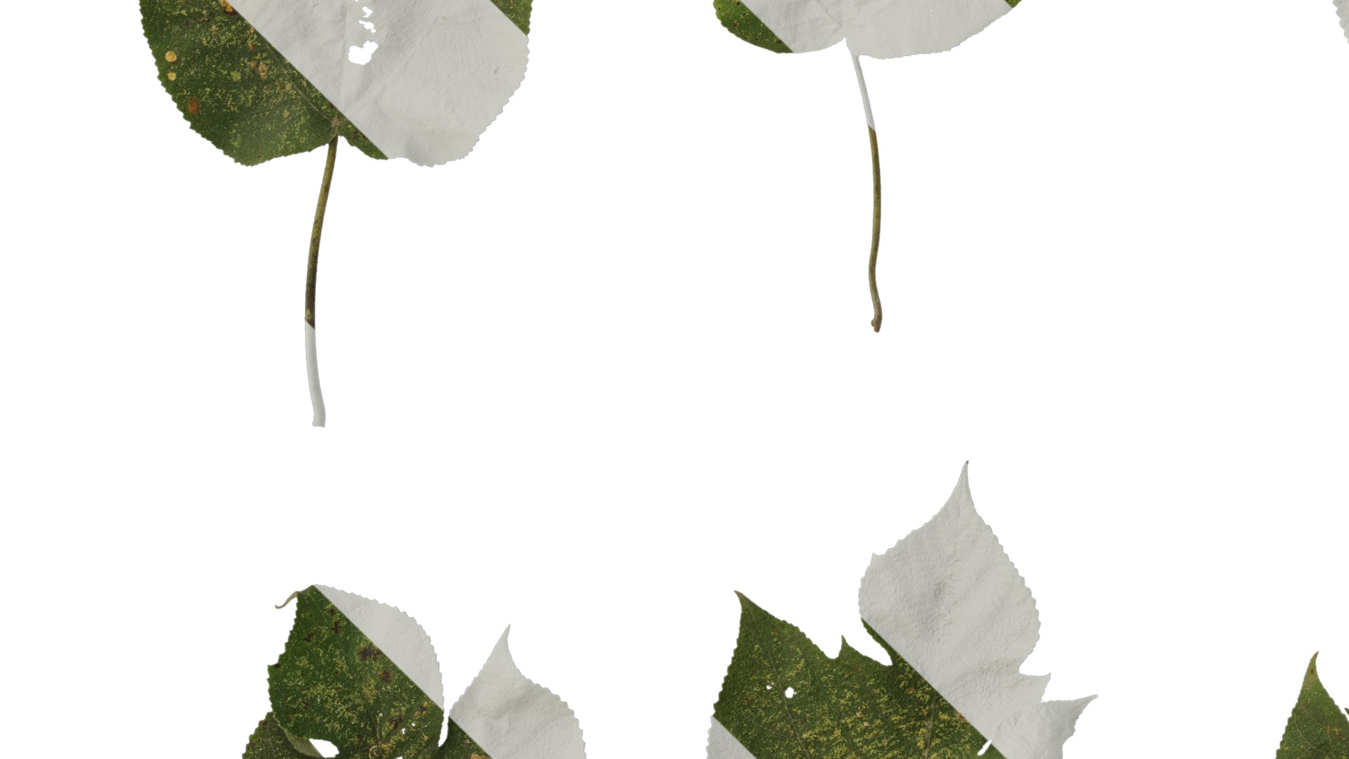 Anydrafts Broussonetia papyrifera Leaf 08 Texture_5