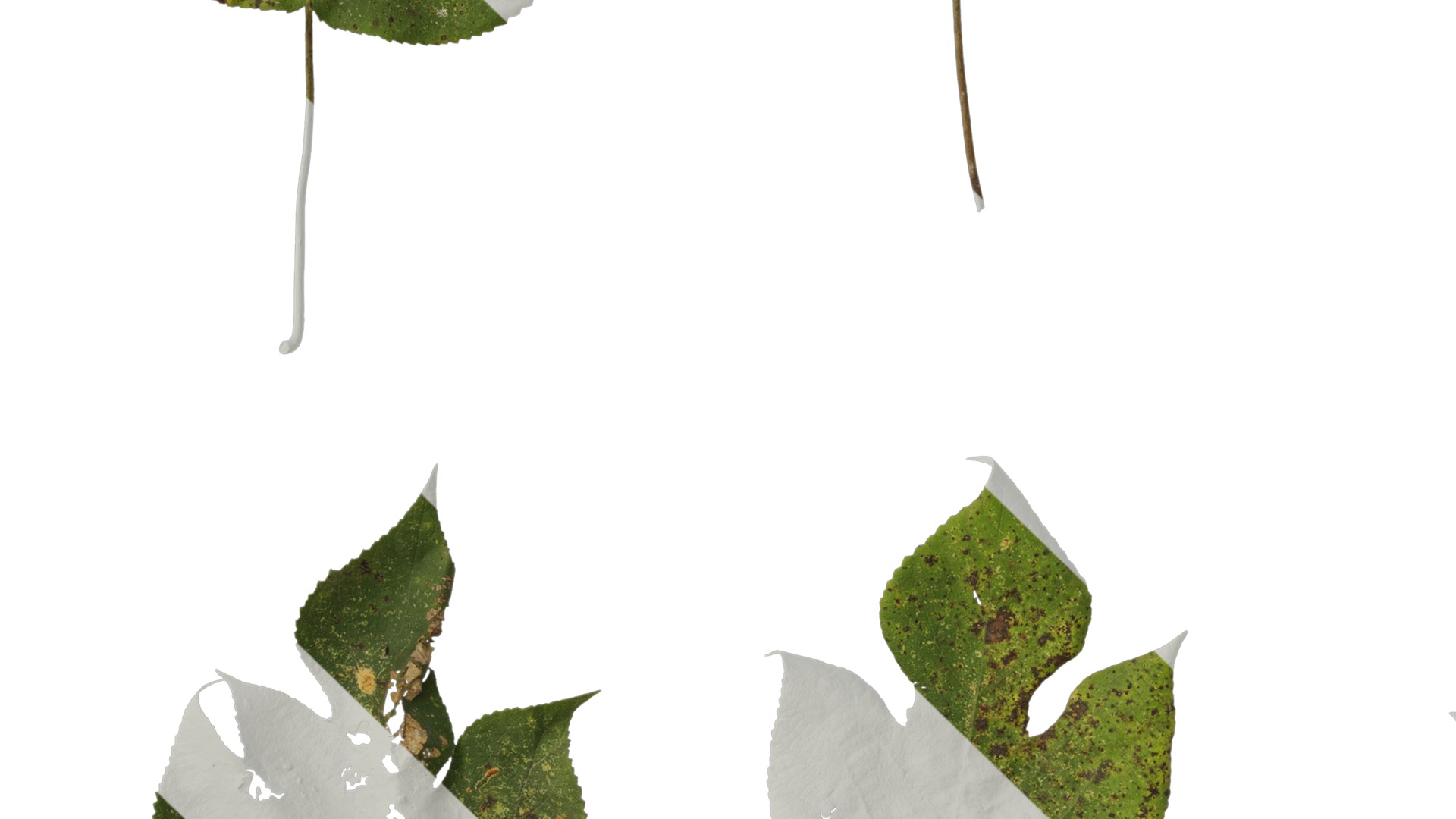 Anydrafts Broussonetia papyrifera Leaf 08 Texture_3