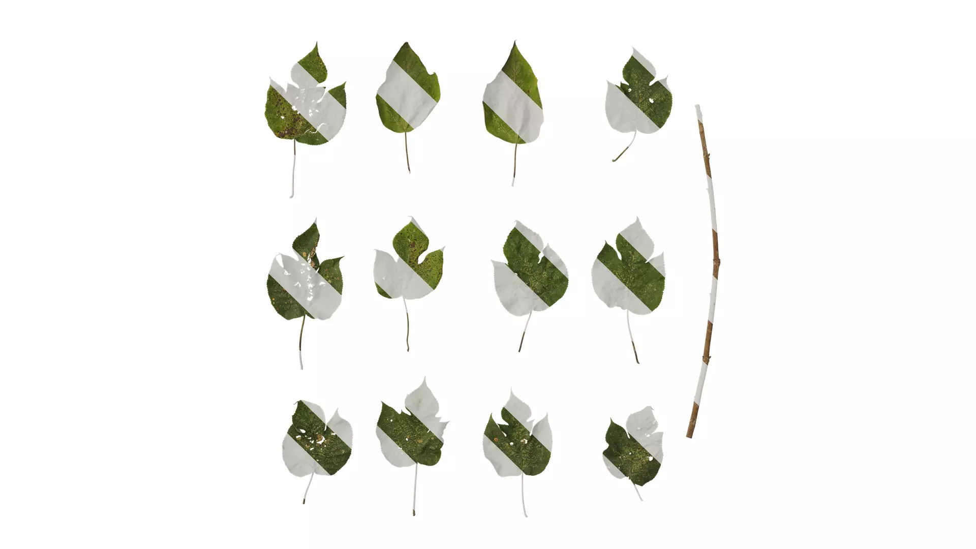 Anydrafts Broussonetia papyrifera Leaf 08 Texture_0