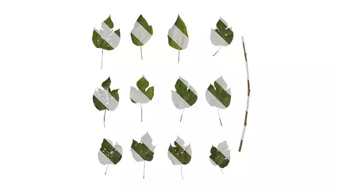 Anydrafts Broussonetia papyrifera Leaf 08