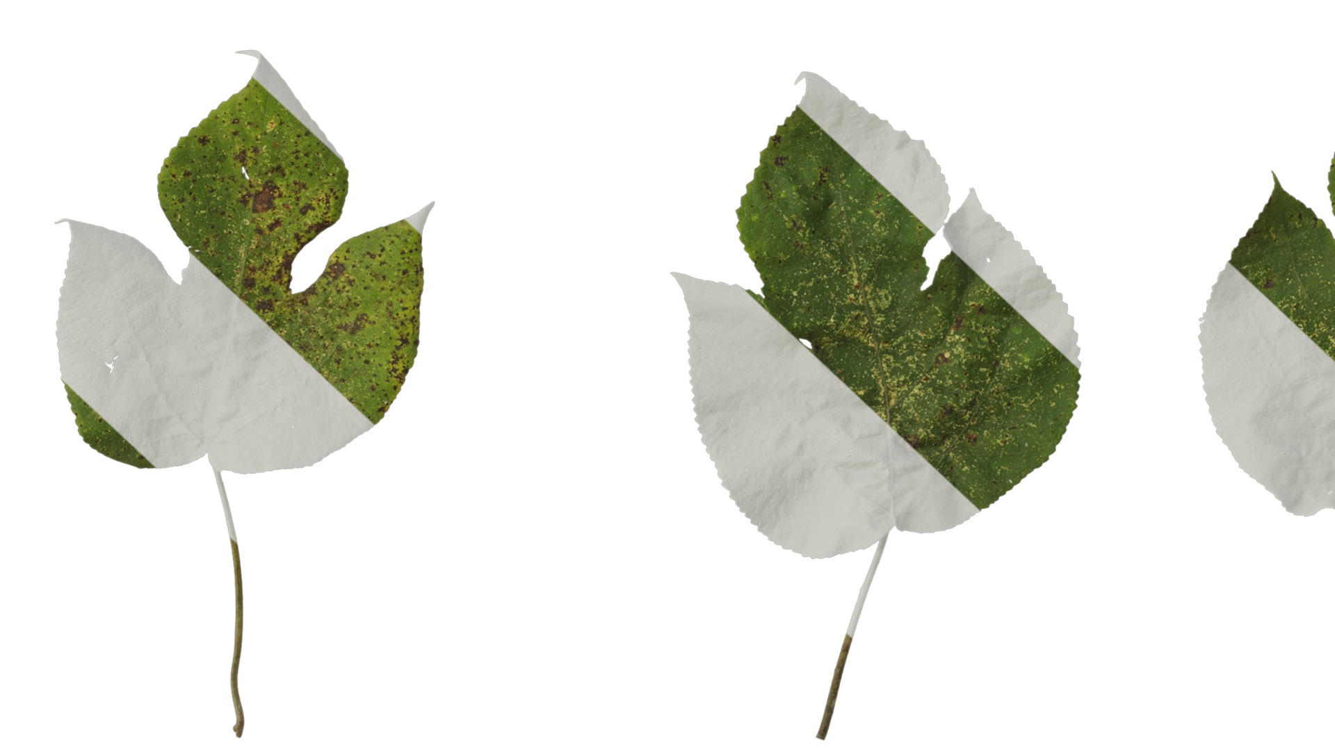 Anydrafts Broussonetia papyrifera Leaf 08 Texture_7