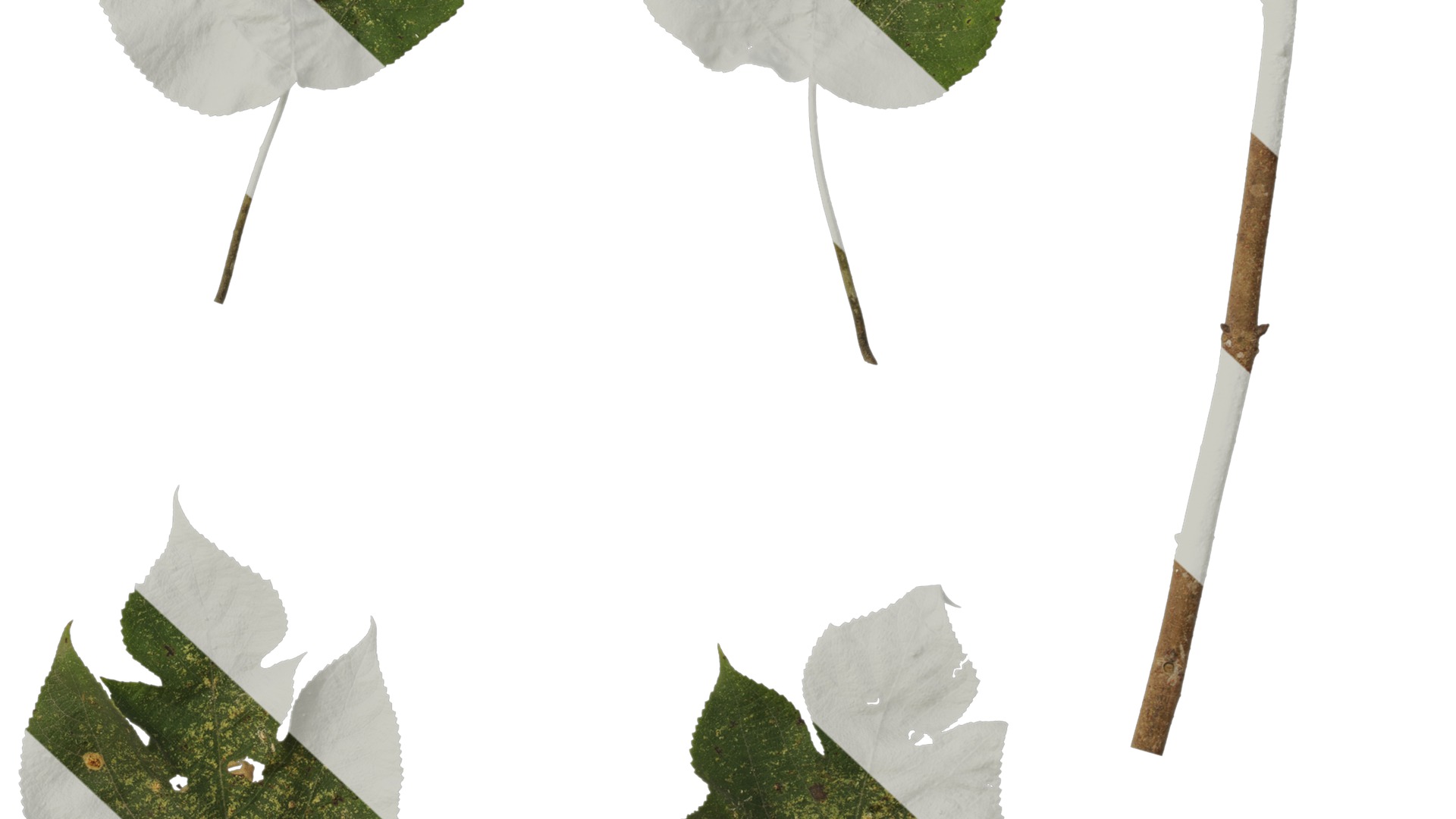 Anydrafts Broussonetia papyrifera Leaf 08 Texture_6