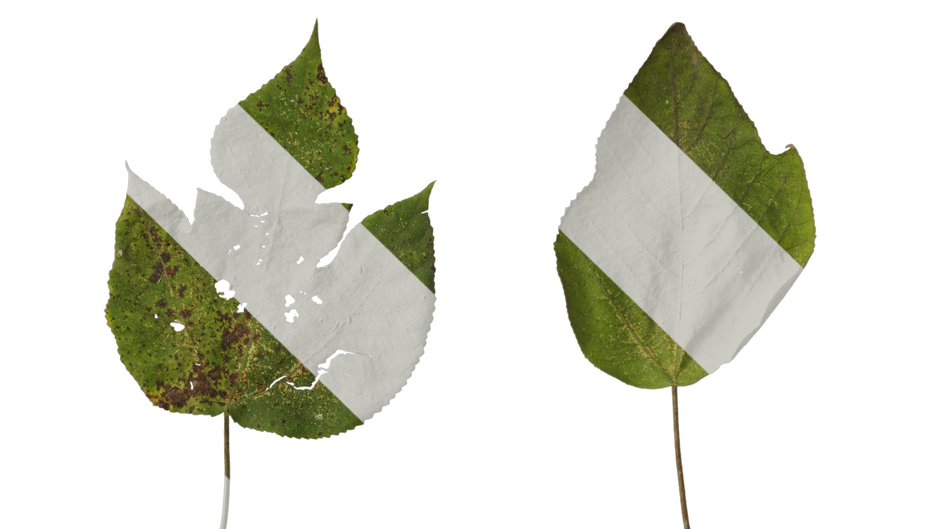 Anydrafts Broussonetia papyrifera Leaf 08 Texture_1