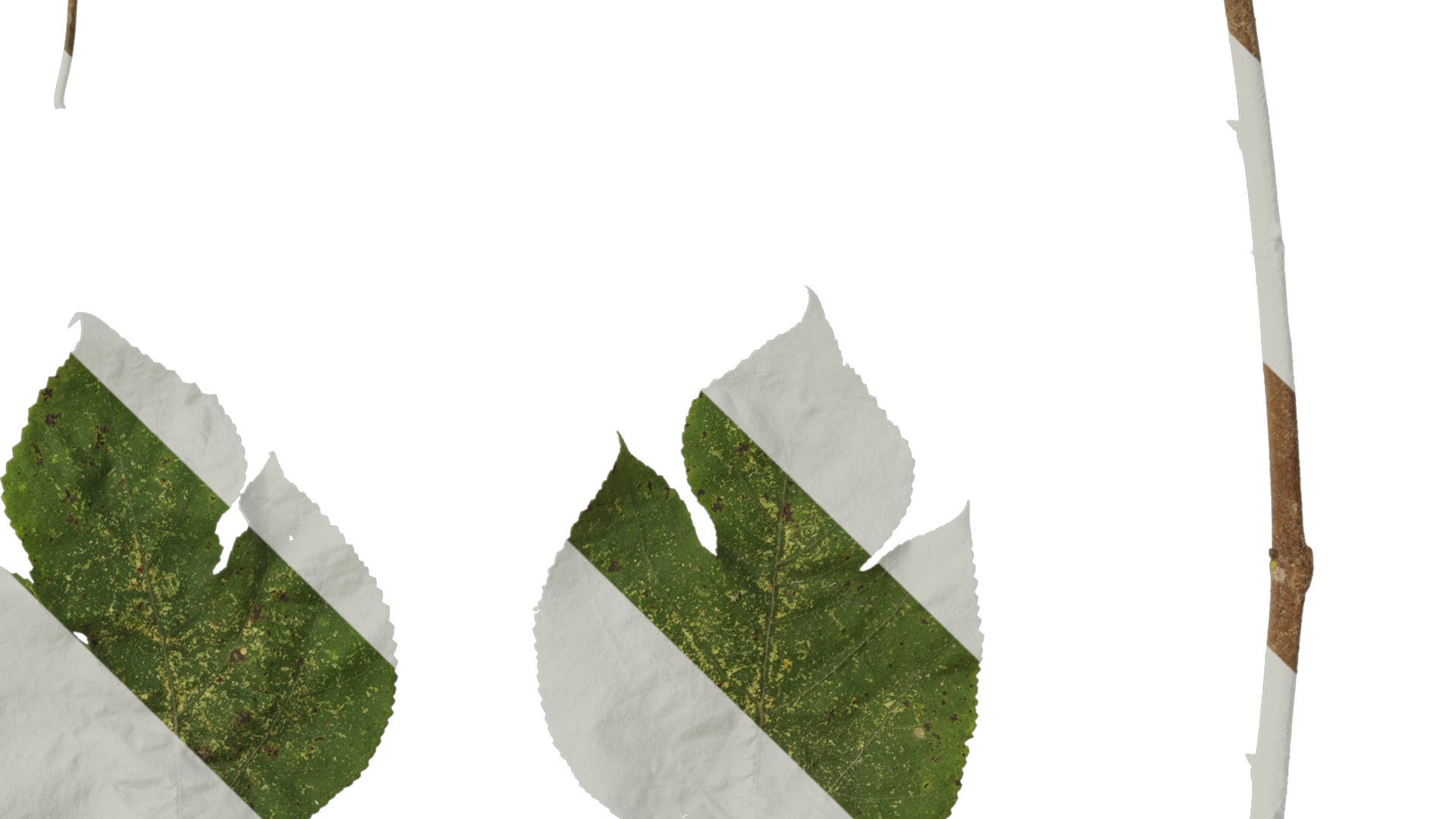 Anydrafts Broussonetia papyrifera Leaf 08 Texture_4