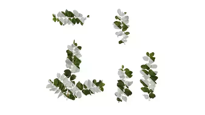 Anydrafts Coriaria nepalensis Atlas 03