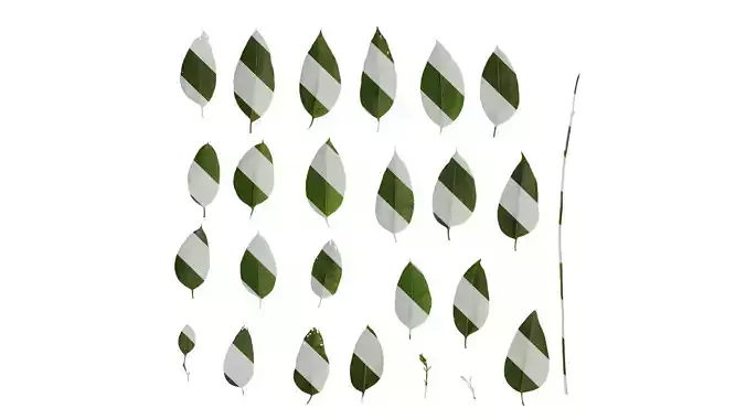 Anydrafts Eucalyptus platyphylla Leaf 13