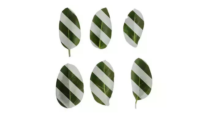 Anydrafts Ficus altissima Leaf 01