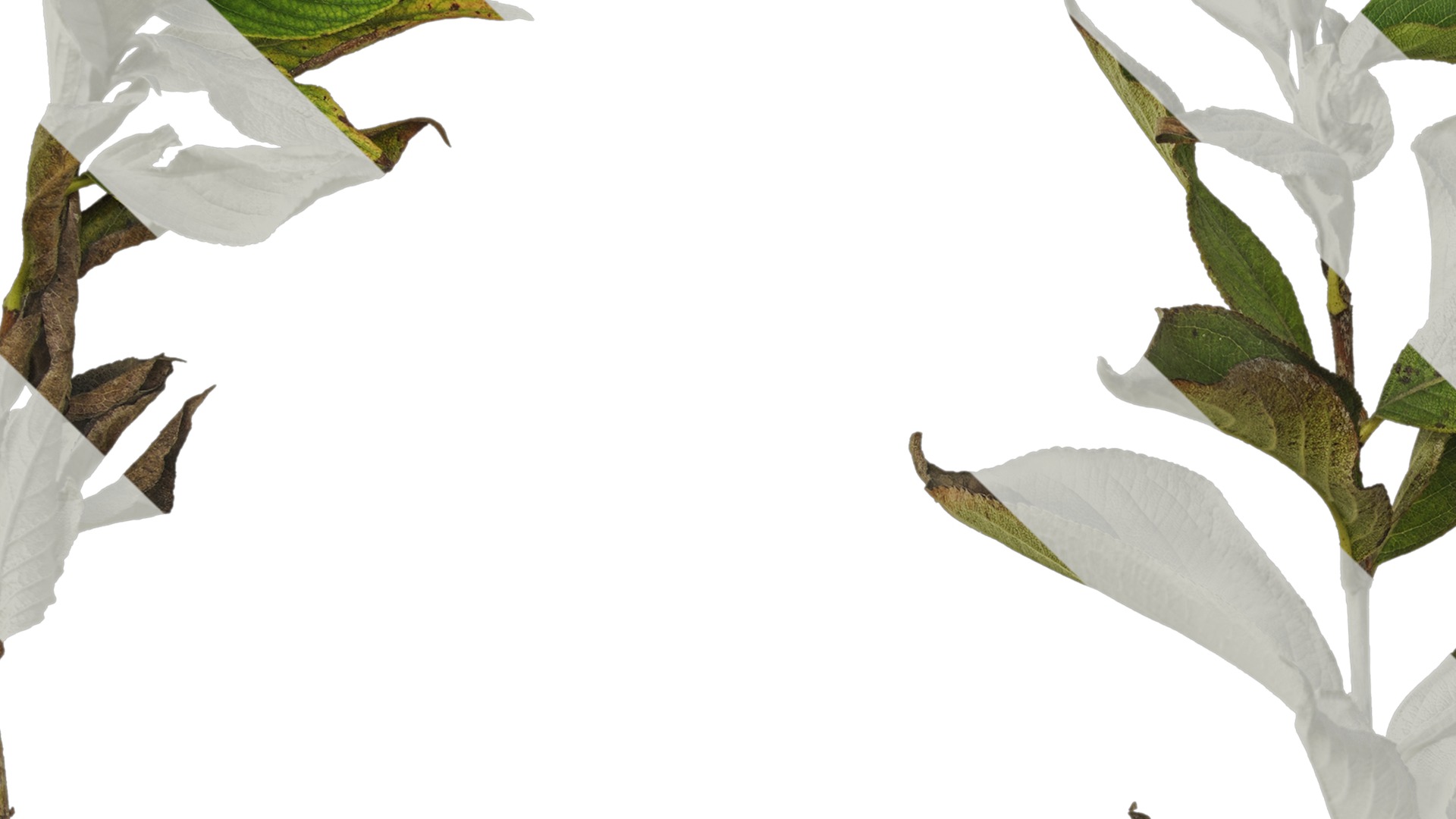 Anydrafts Forsythia viridissima Atlas 07 Texture_3