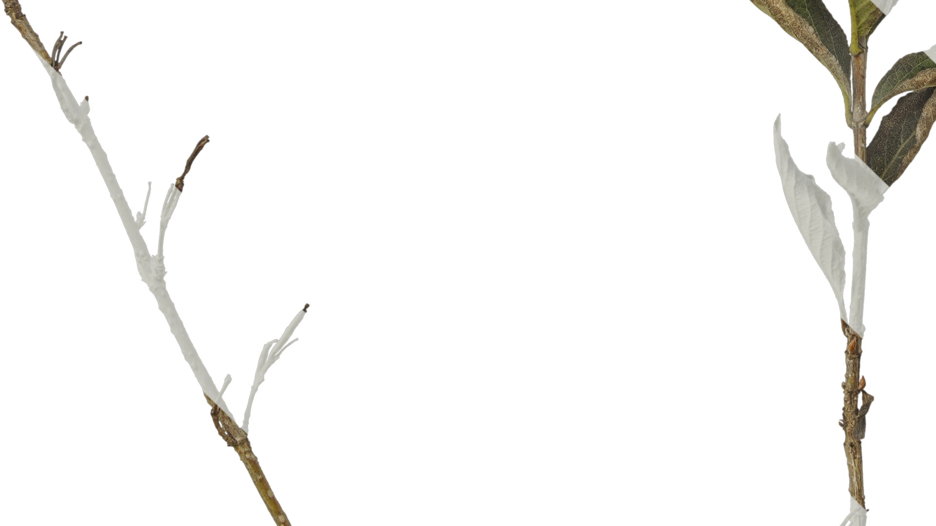 Anydrafts Forsythia viridissima Atlas 07 Texture_5