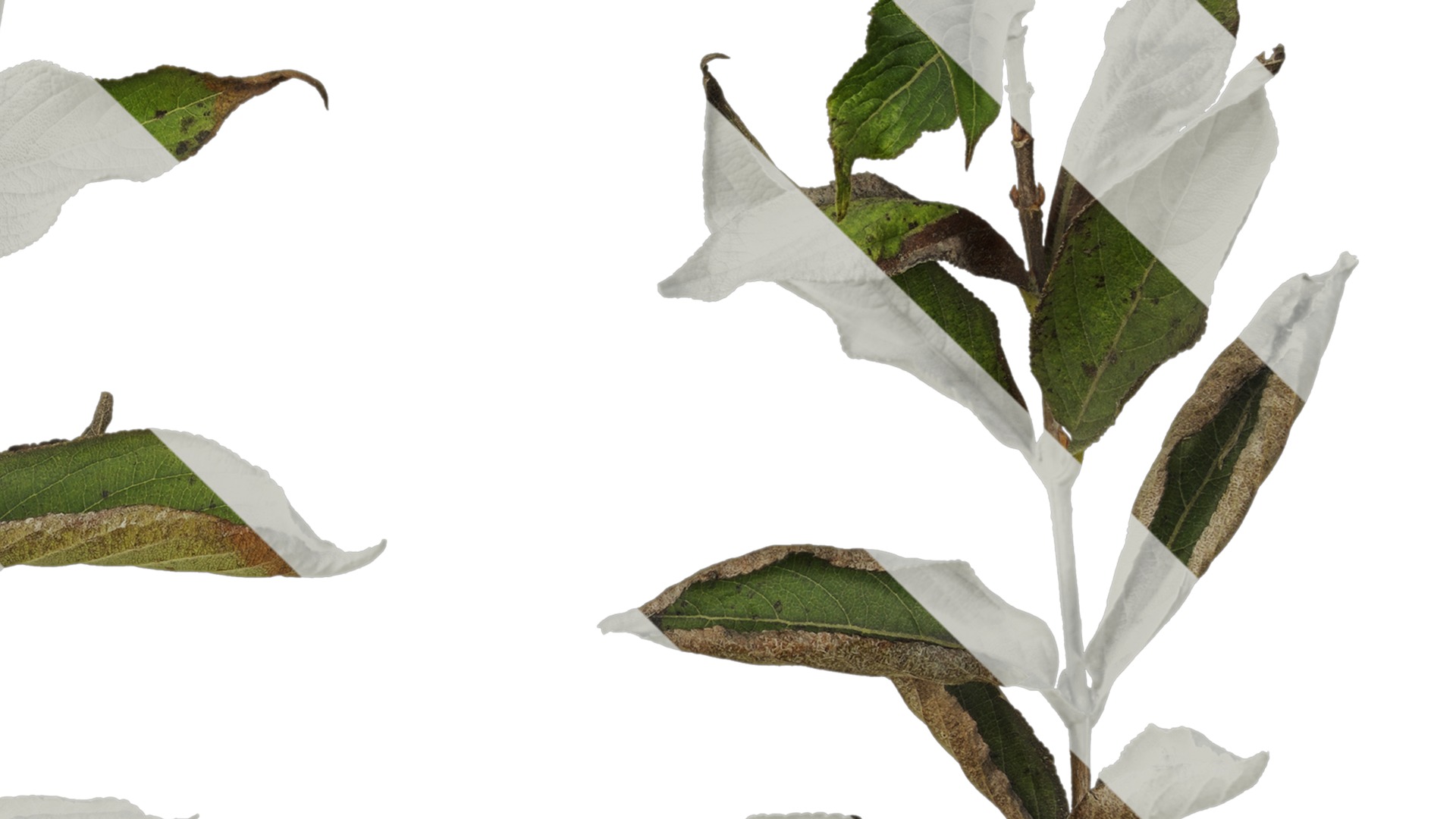 Anydrafts Forsythia viridissima Atlas 07 Texture_4