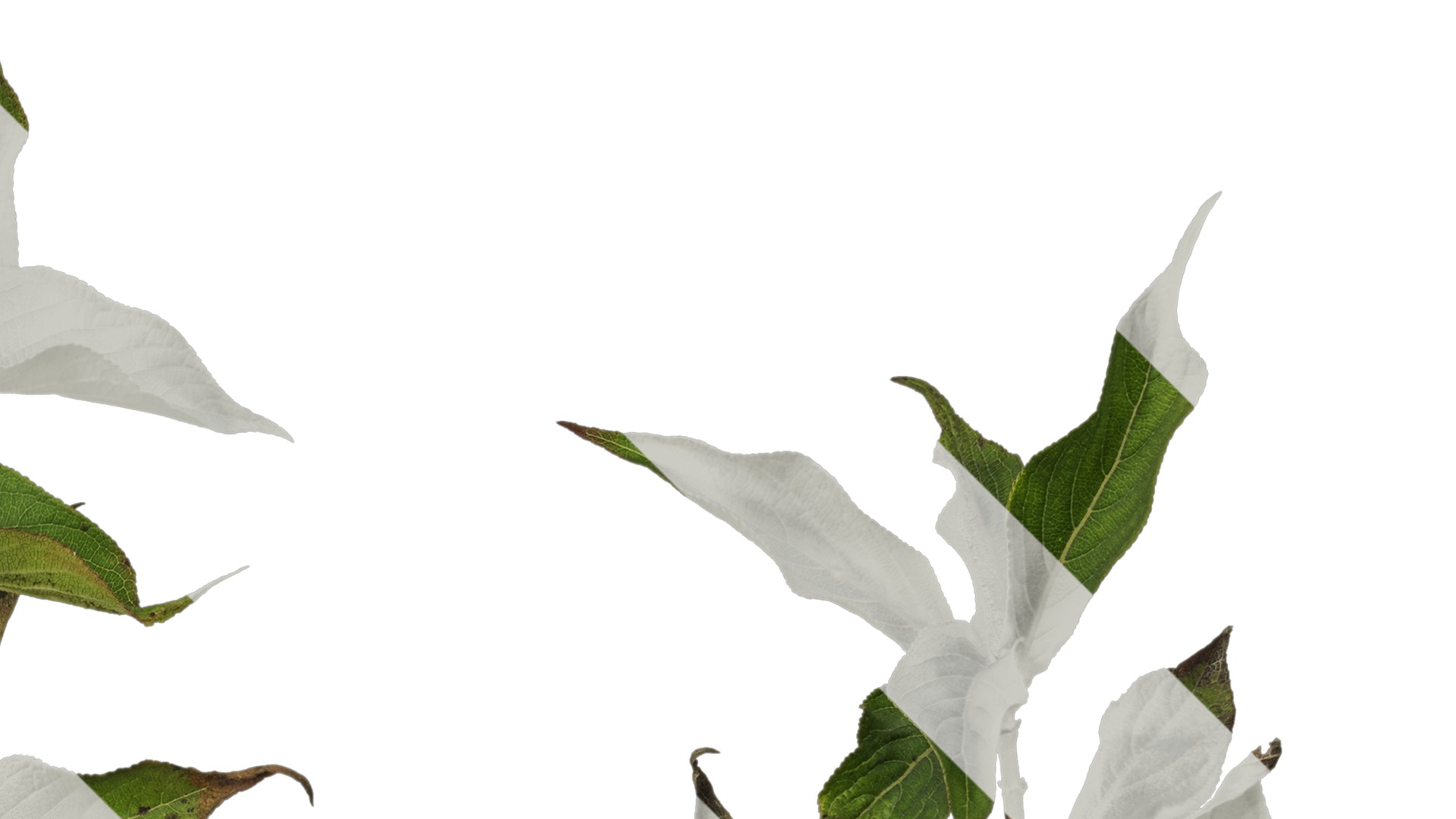 Anydrafts Forsythia viridissima Atlas 07 Texture_2