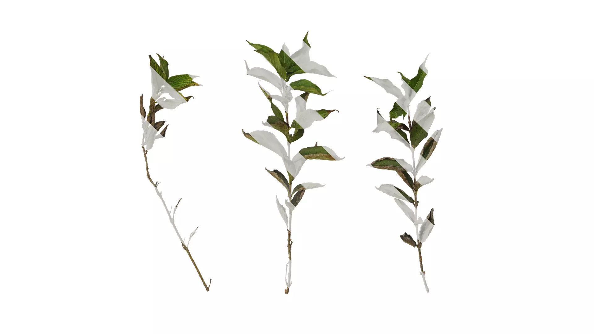 Anydrafts Forsythia viridissima Atlas 07 Texture_0