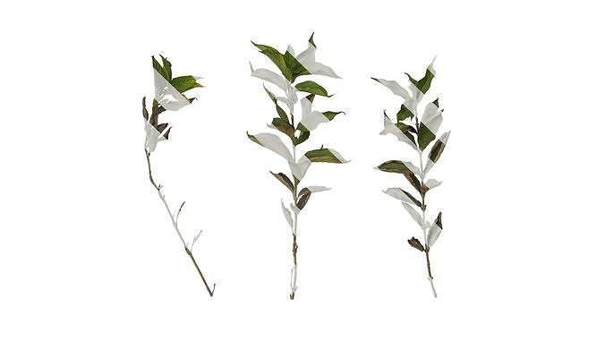 Anydrafts Forsythia viridissima Atlas 07 Texture