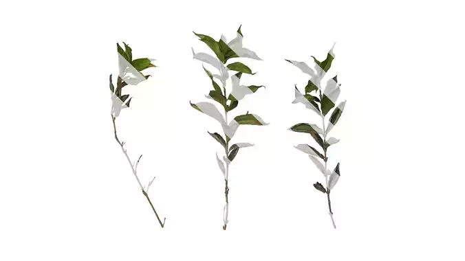 Anydrafts Forsythia viridissima Atlas 07