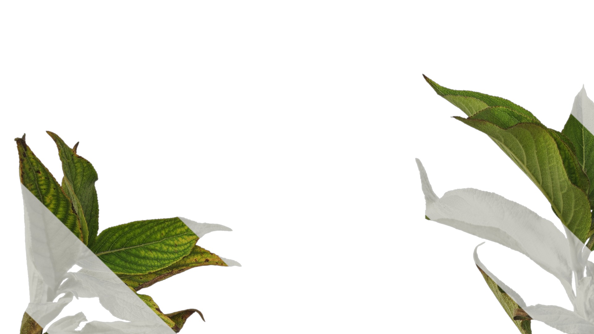 Anydrafts Forsythia viridissima Atlas 07 Texture_1