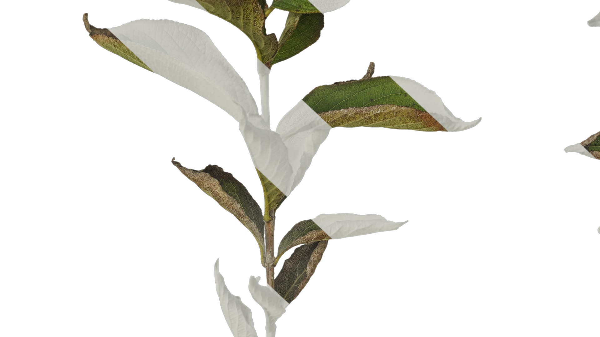 Anydrafts Forsythia viridissima Atlas 07 Texture_7