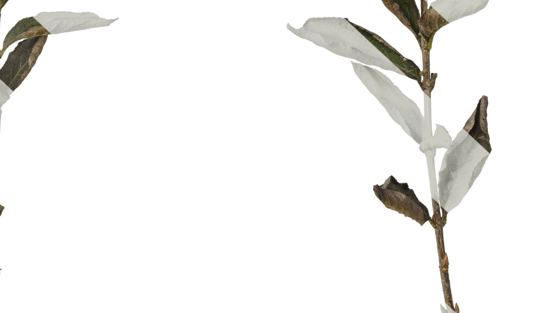 Anydrafts Forsythia viridissima Atlas 07 Texture_6