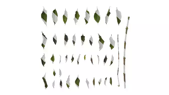 Anydrafts Forsythia viridissima Leaf 04