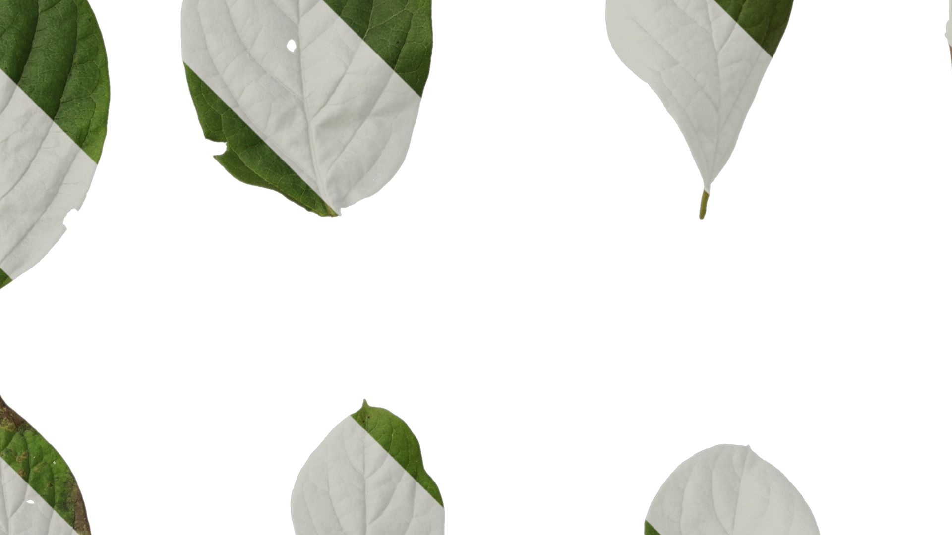 Anydrafts Halesia carolina Leaf 02 Texture_2