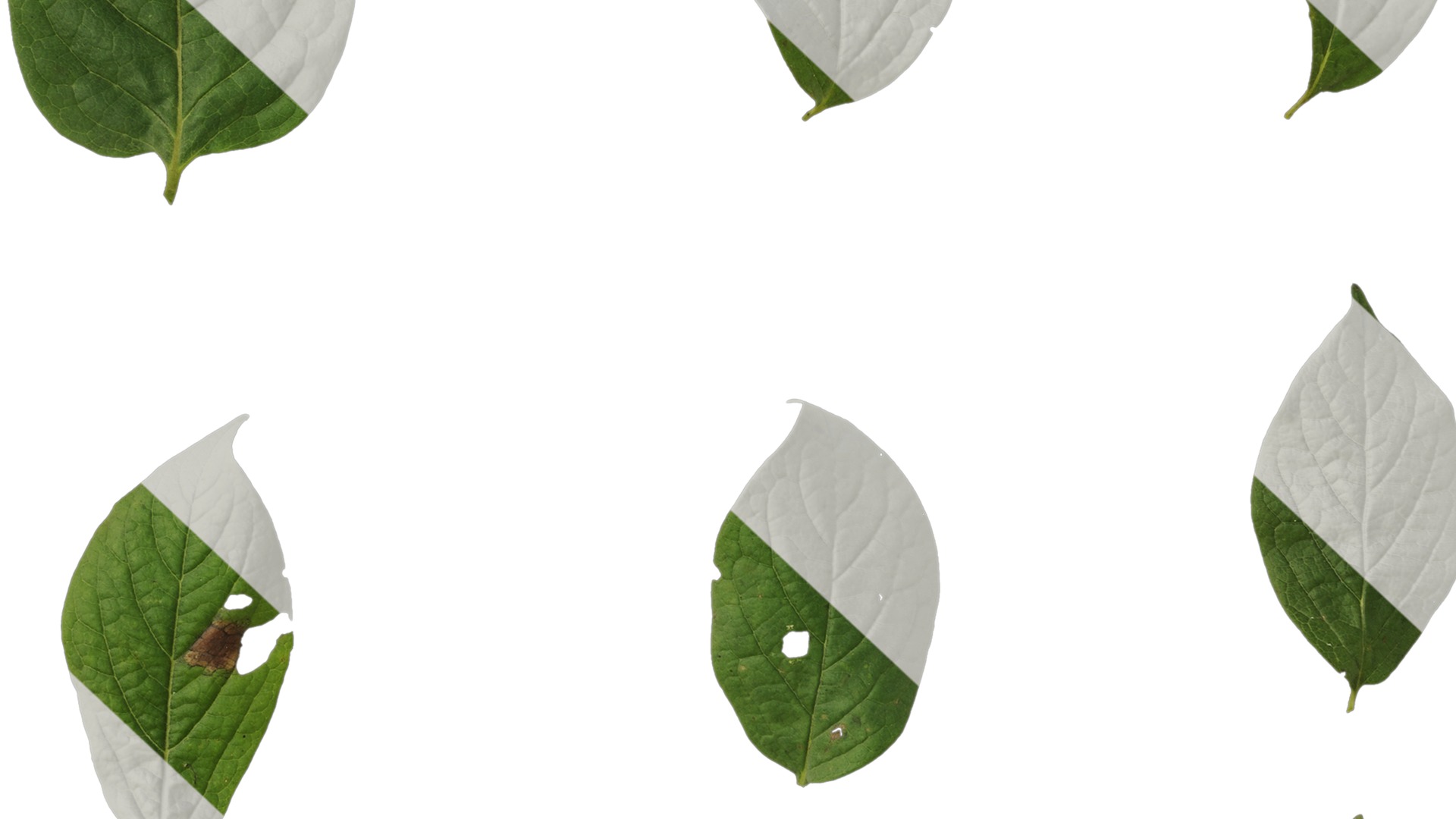 Anydrafts Halesia carolina Leaf 02 Texture_7