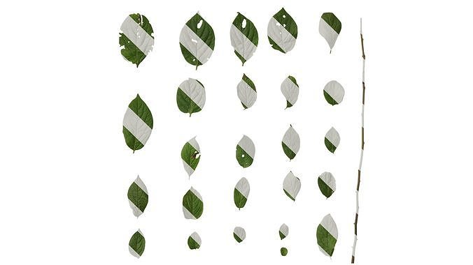 Anydrafts Halesia carolina Leaf 02 Texture