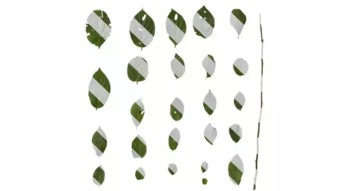 Anydrafts Halesia carolina Leaf 02 Texture