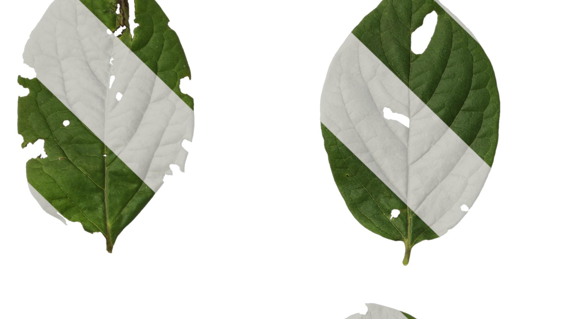 Anydrafts Halesia carolina Leaf 02 Texture_1