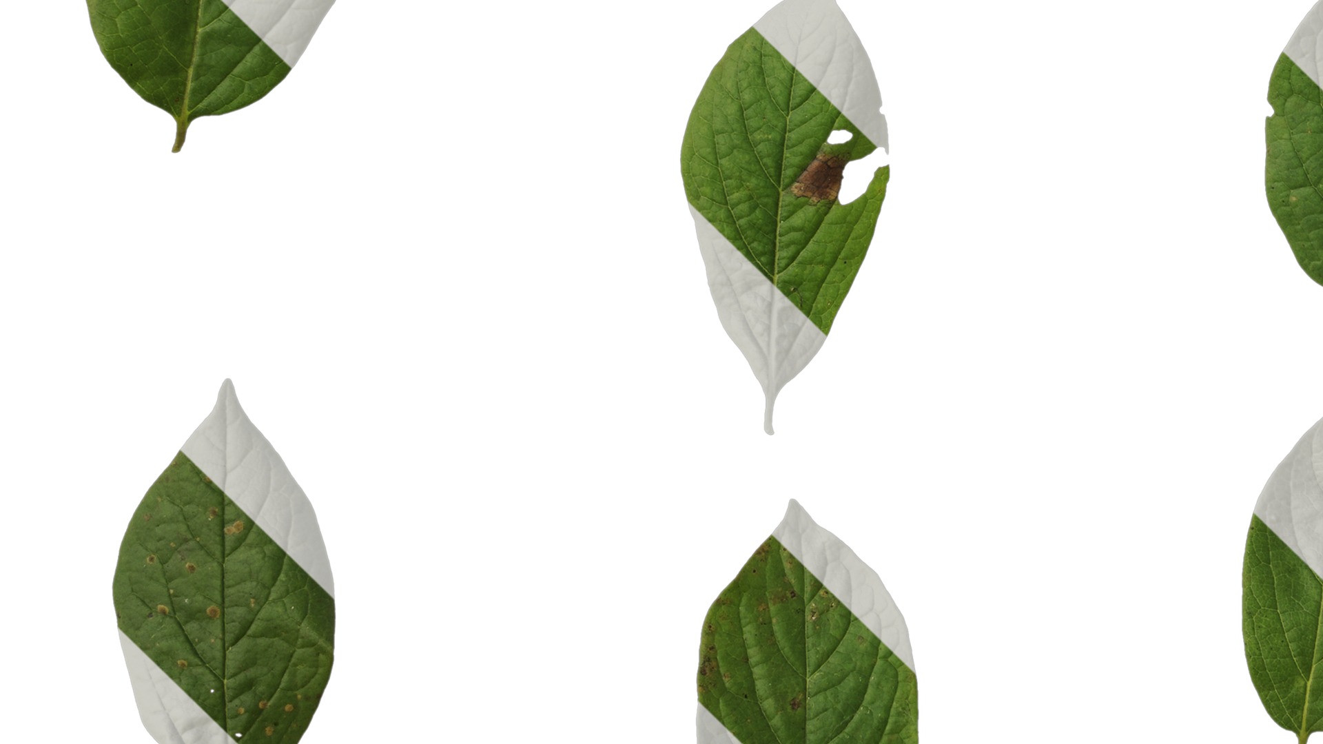 Anydrafts Halesia carolina Leaf 02 Texture_5