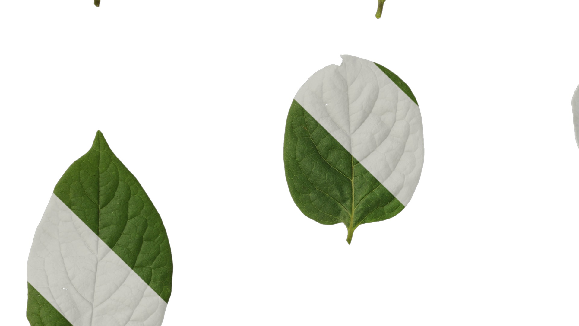 Anydrafts Halesia carolina Leaf 02 Texture_3