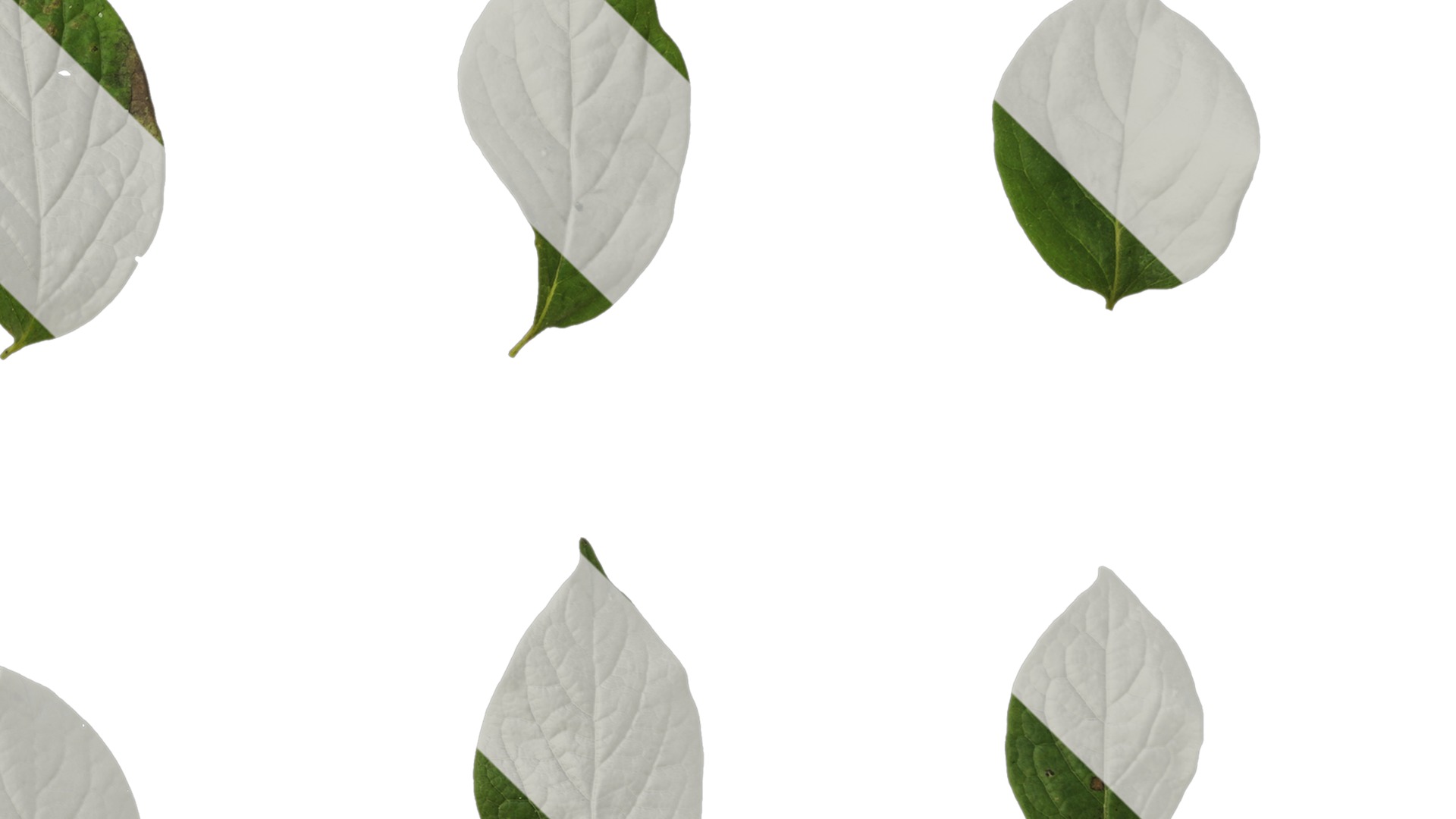 Anydrafts Halesia carolina Leaf 02 Texture_4