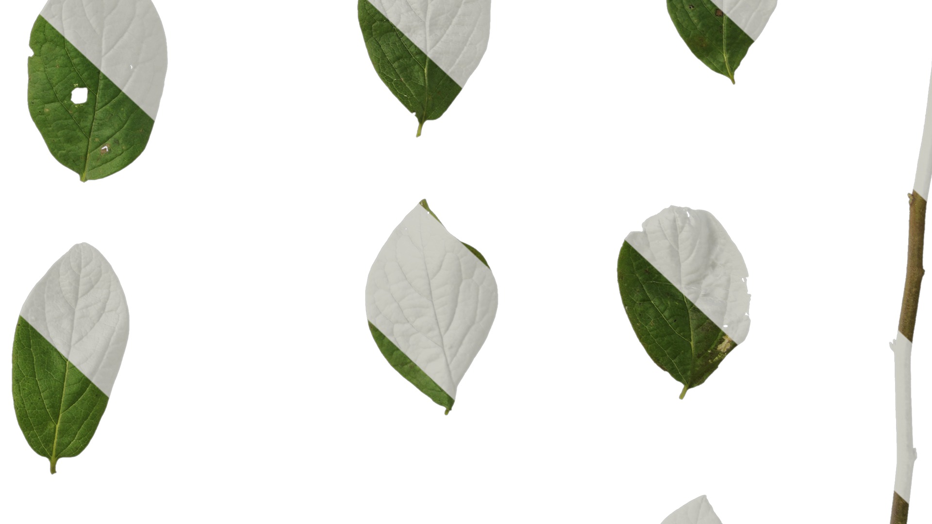 Anydrafts Halesia carolina Leaf 02 Texture_6