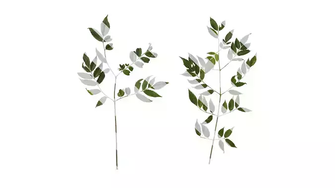 Anydrafts Melia azedarach Atlas 13