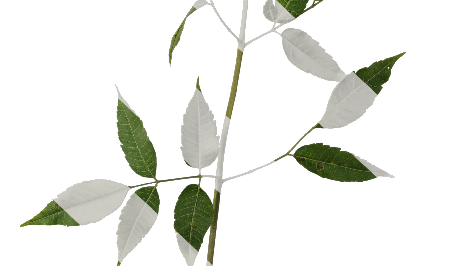 Anydrafts Melia azedarach Atlas 14 Texture_6