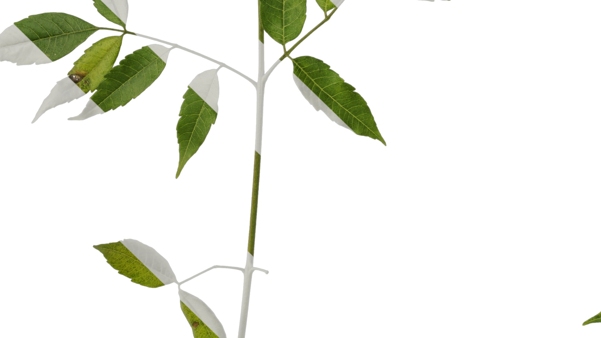 Anydrafts Melia azedarach Atlas 14 Texture_5