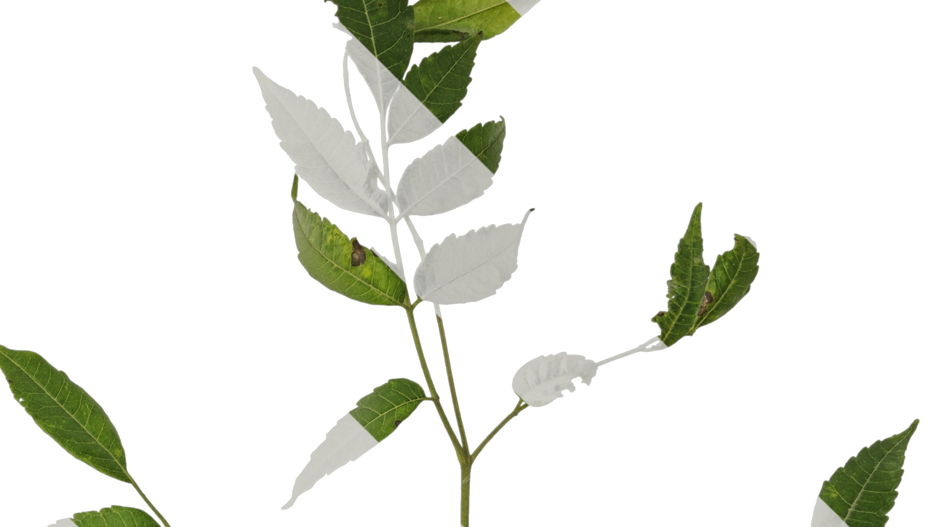 Anydrafts Melia azedarach Atlas 14 Texture_2