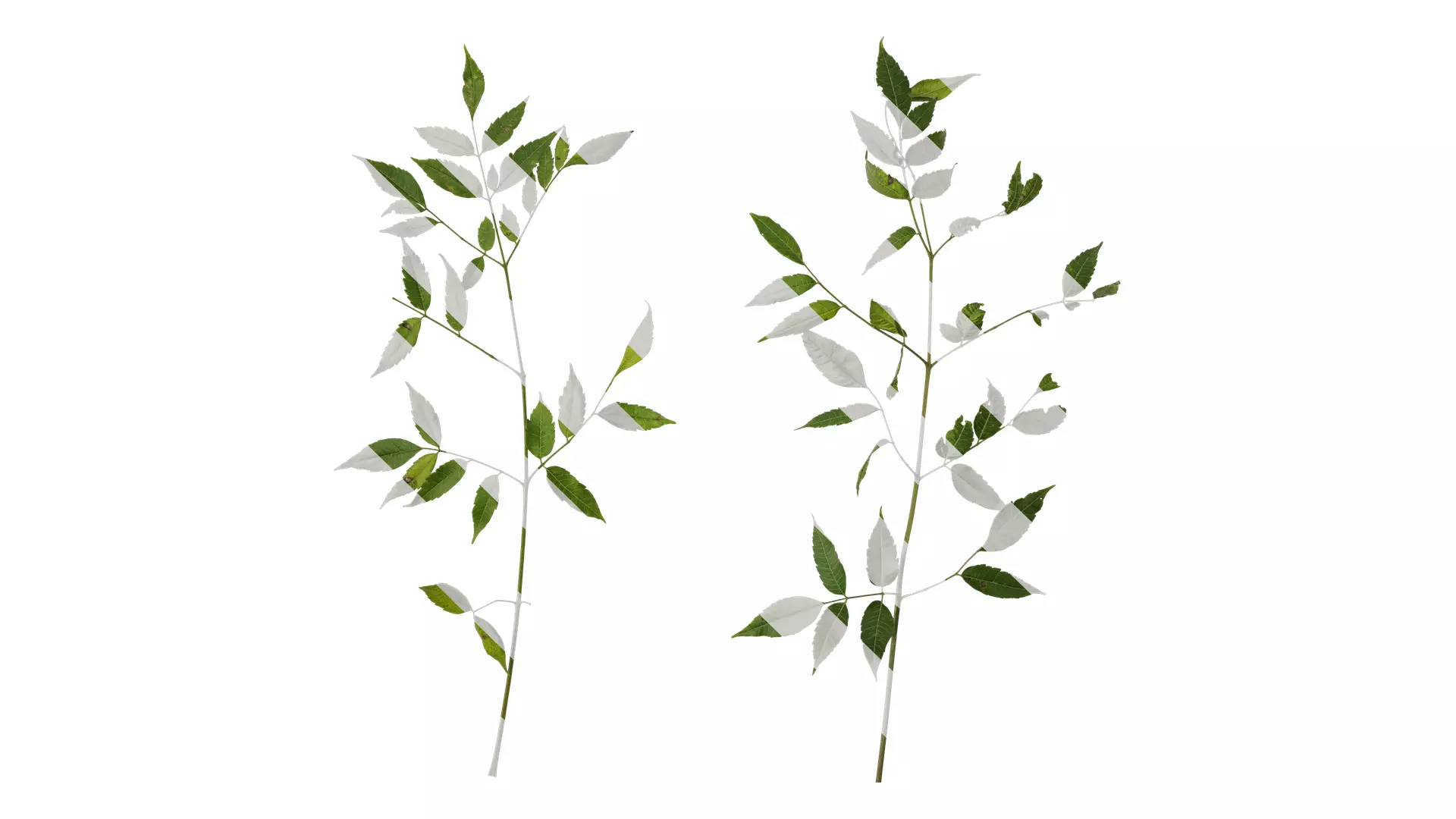 Anydrafts Melia azedarach Atlas 14 Texture_0