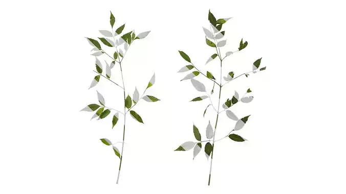 Anydrafts Melia azedarach Atlas 14